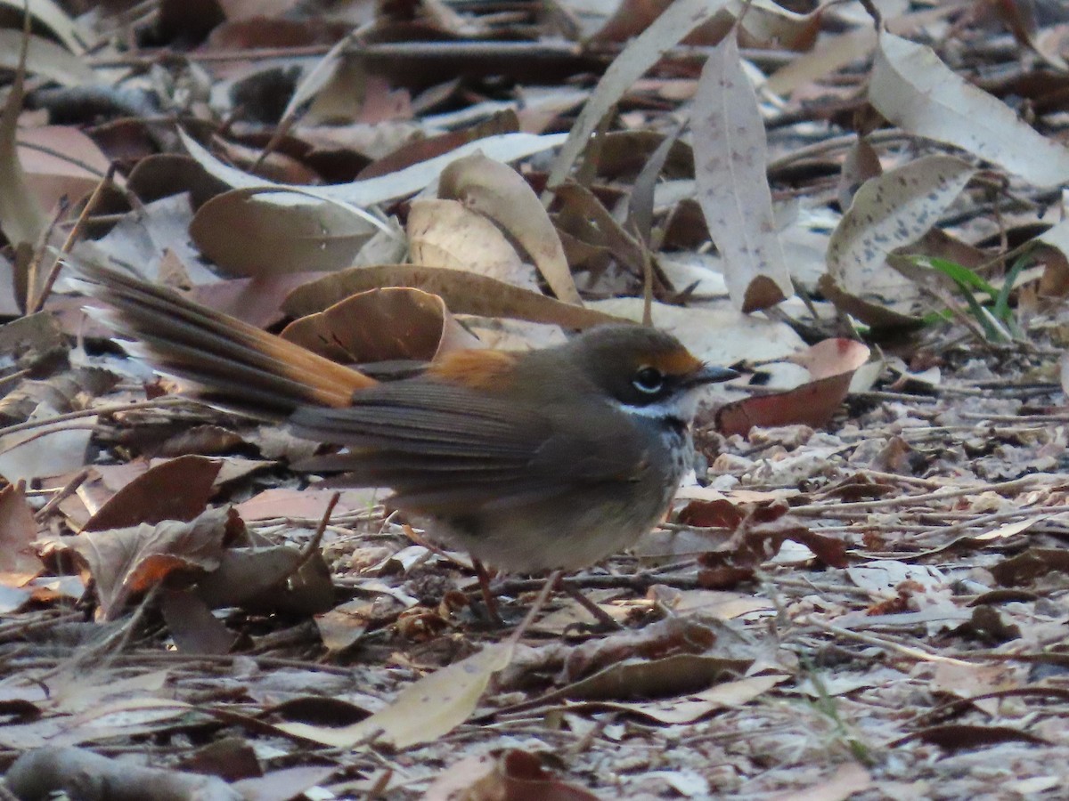Australian Rufous Fantail - ML645139711