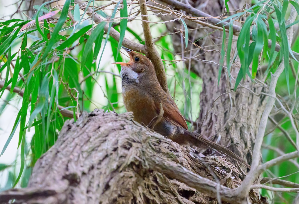 Noisy Scrub-bird - ML645139712