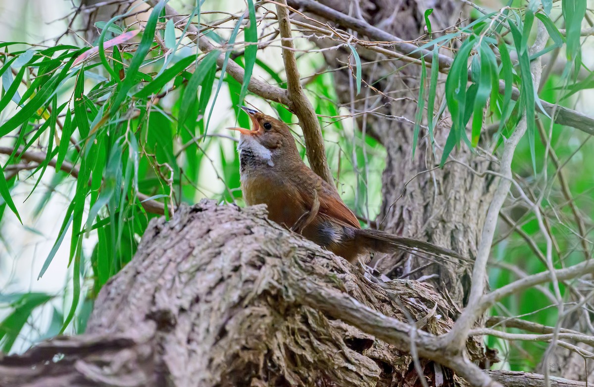 Noisy Scrub-bird - ML645139713
