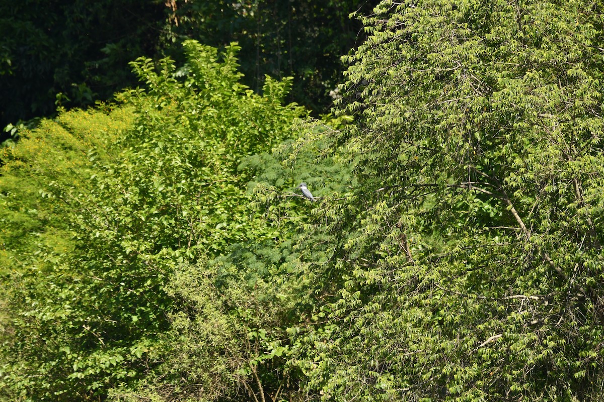 Ringed Kingfisher - ML645139716