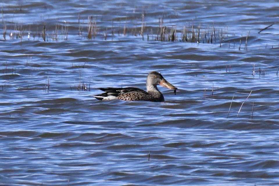 Mestolone - ML645139724