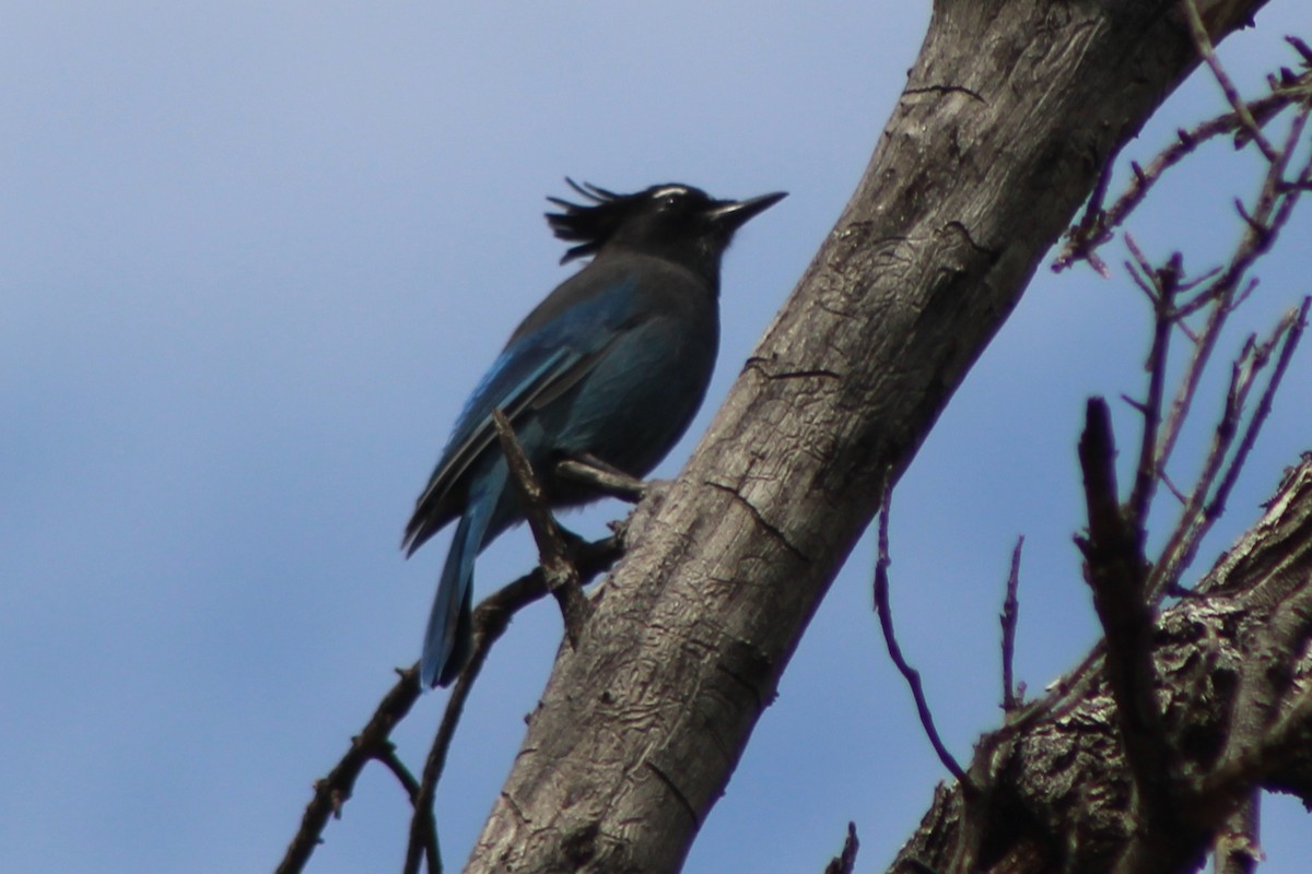 Steller's Jay (Southwest Interior) - ML645139727