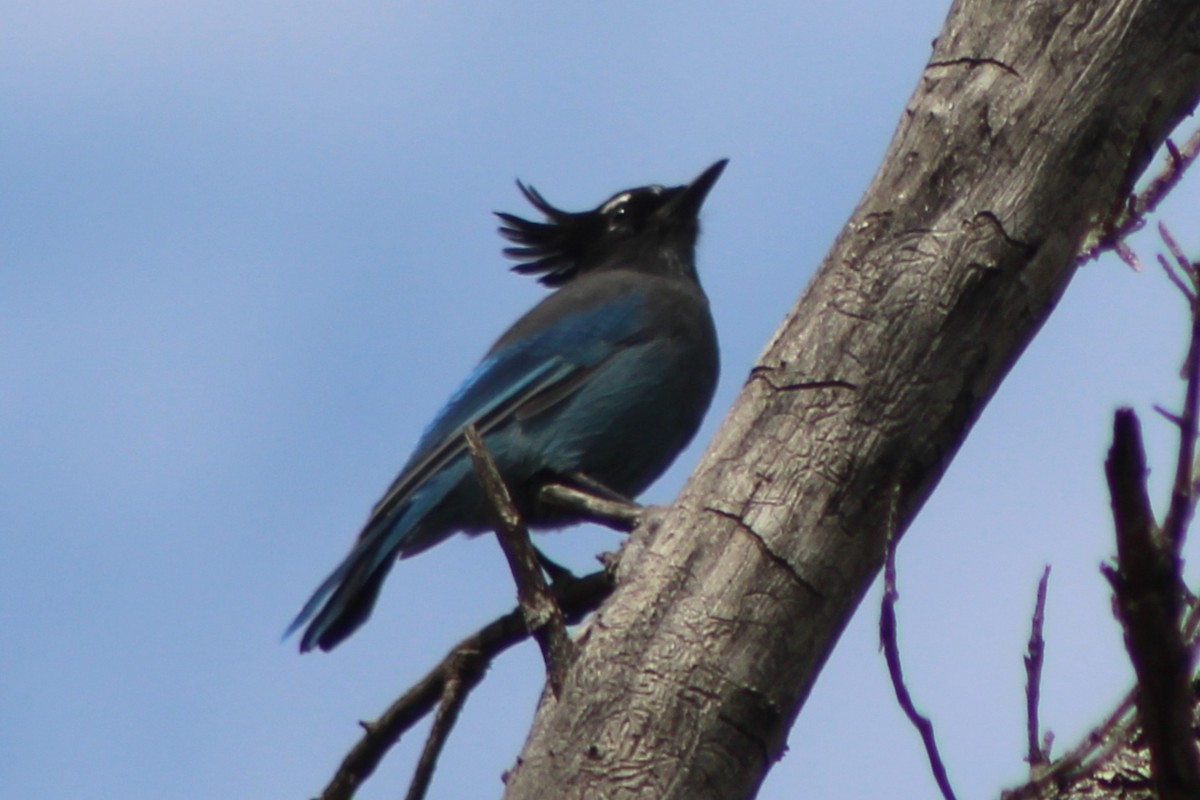 Steller's Jay (Southwest Interior) - ML645139728