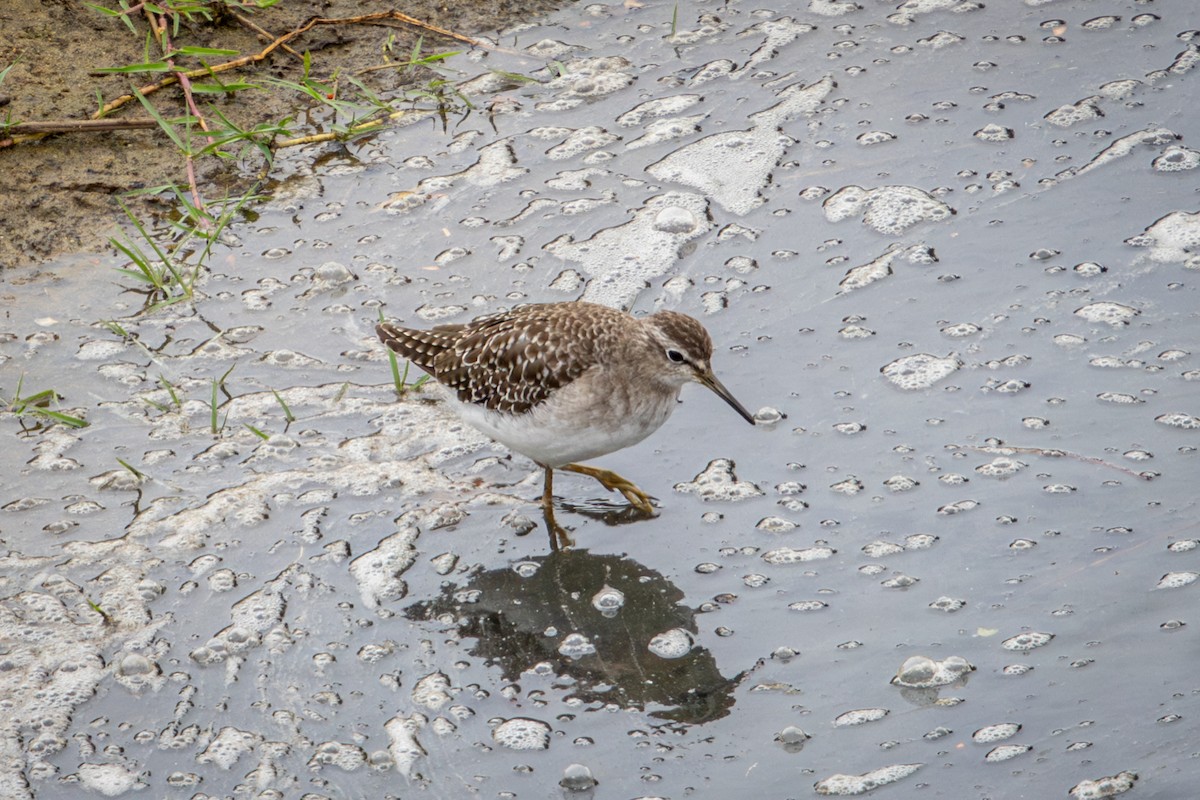タカブシギ - ML645139782