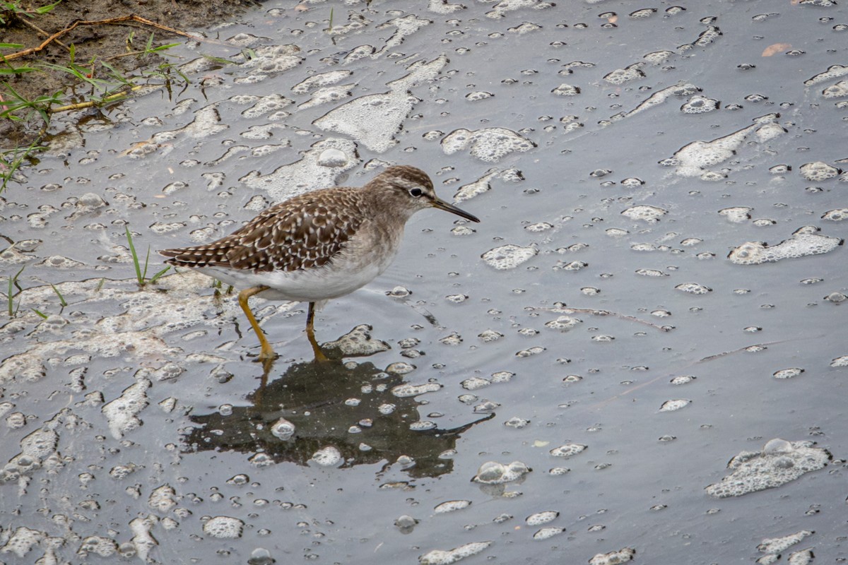 タカブシギ - ML645139783