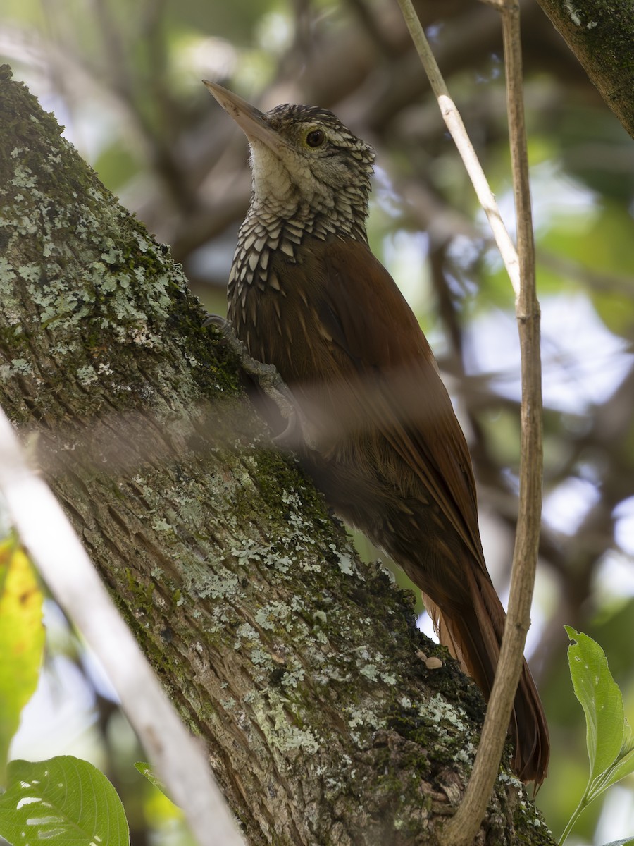 Straight-billed Woodcreeper - ML645139790
