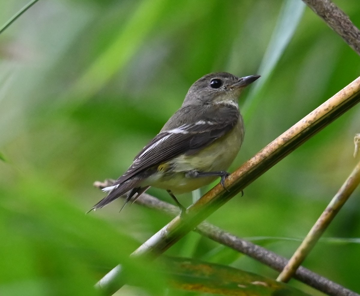 Yellow-rumped Flycatcher - ML645139805