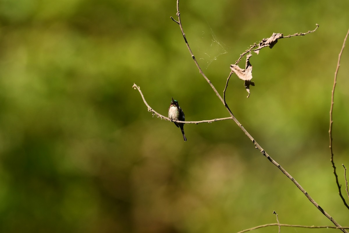 Slender-tailed Woodstar - ML645139811