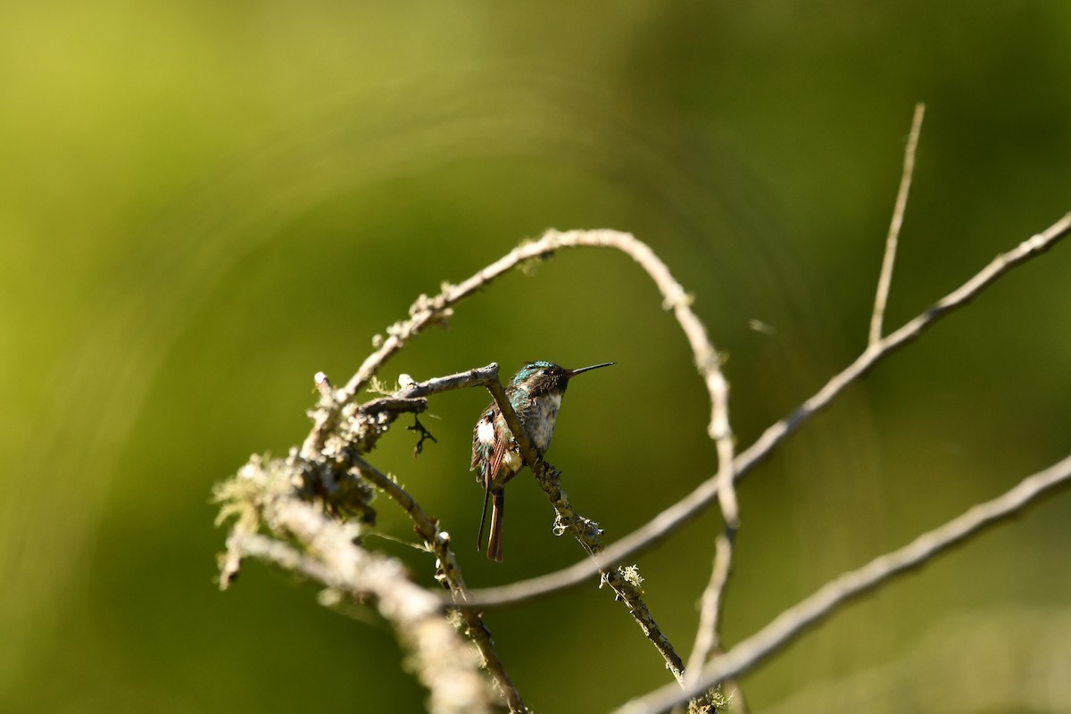 Slender-tailed Woodstar - ML645139812