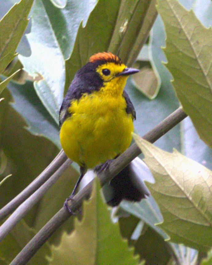 Spectacled Redstart - ML645139814