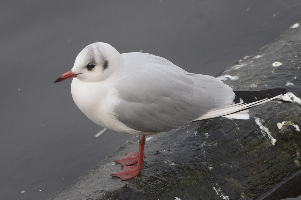 ユリカモメ - ML645139827