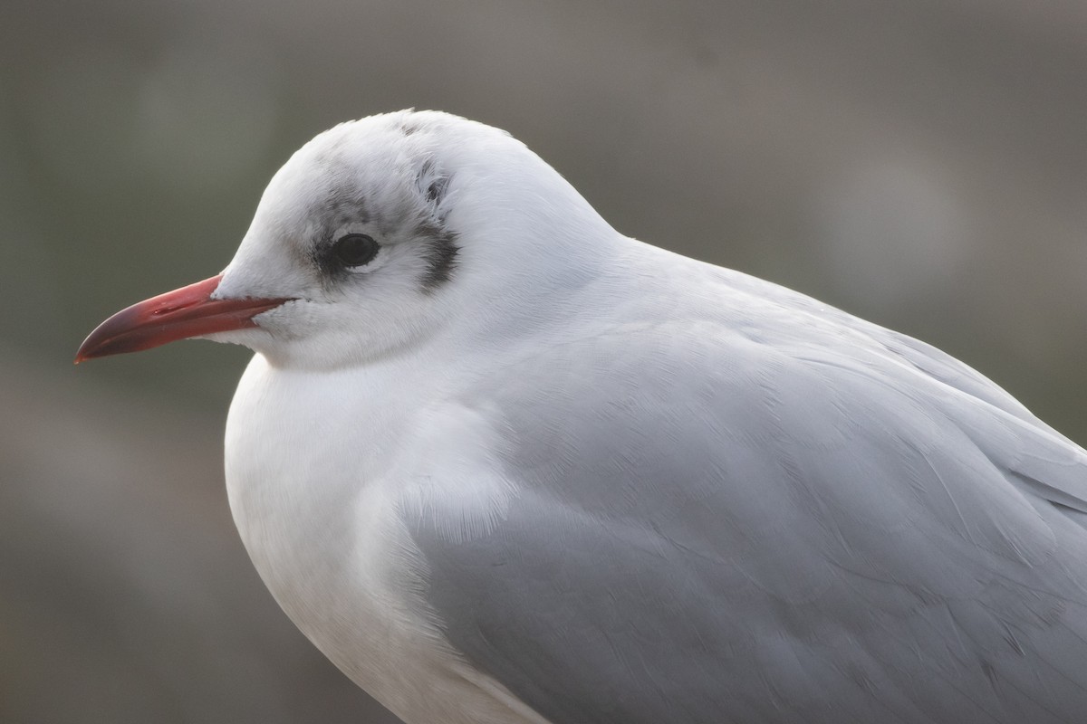 ユリカモメ - ML645139828