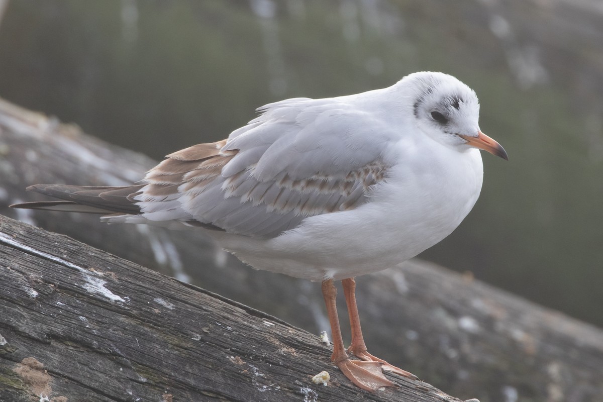 ユリカモメ - ML645139830