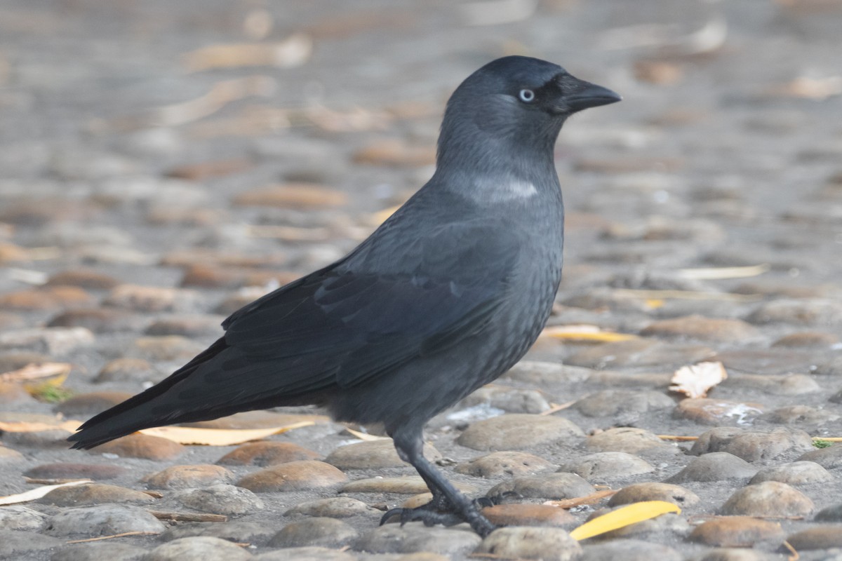 ニシコクマルガラス - ML645139844