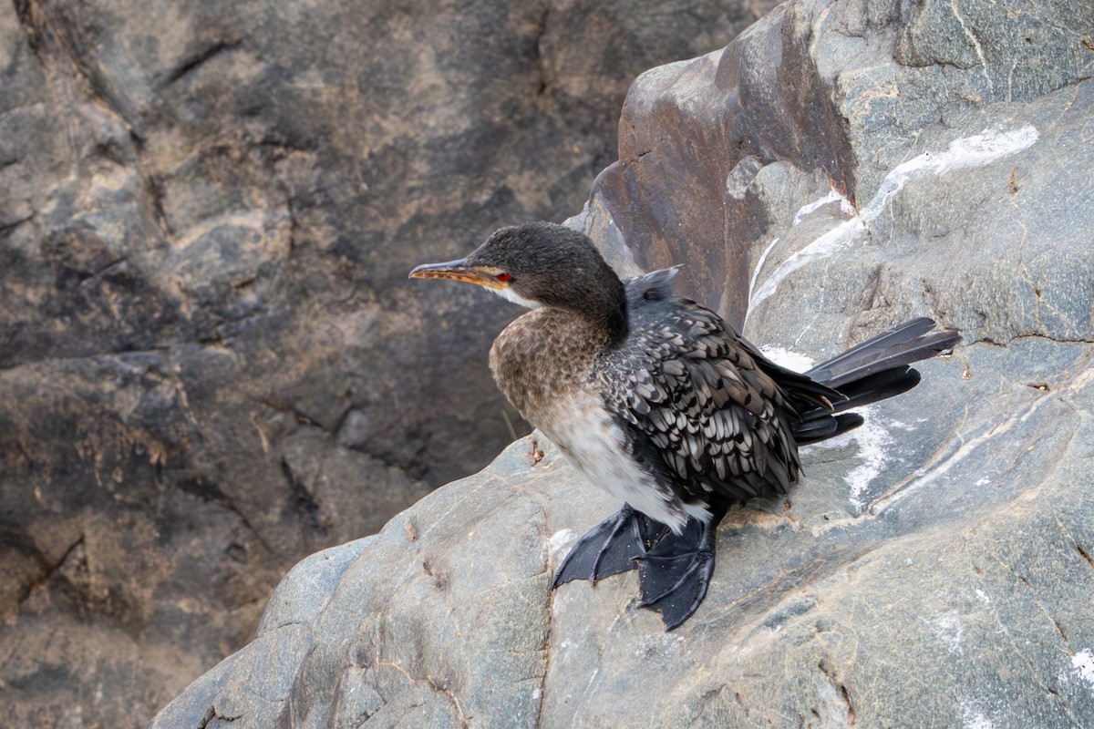 kormorán dlouhoocasý - ML645139848