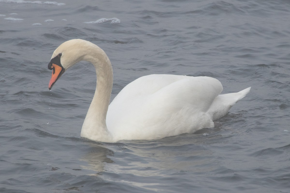 コブハクチョウ - ML645139853