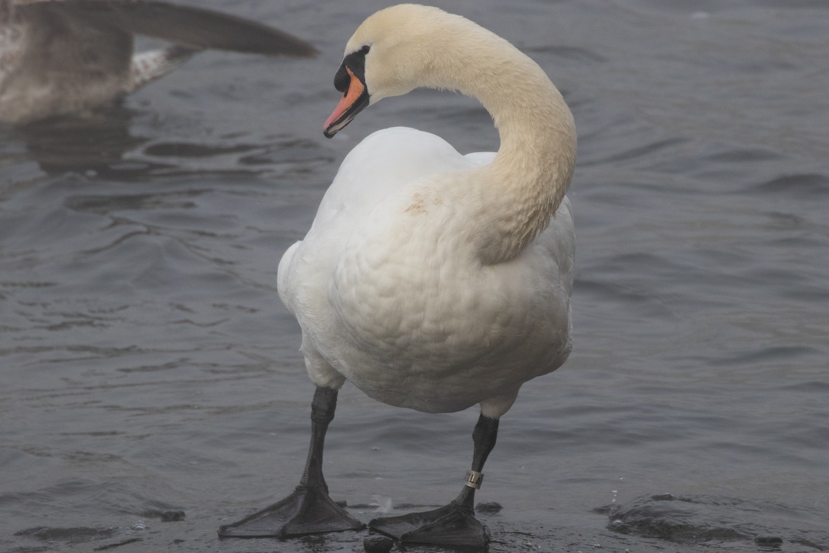 コブハクチョウ - ML645139854