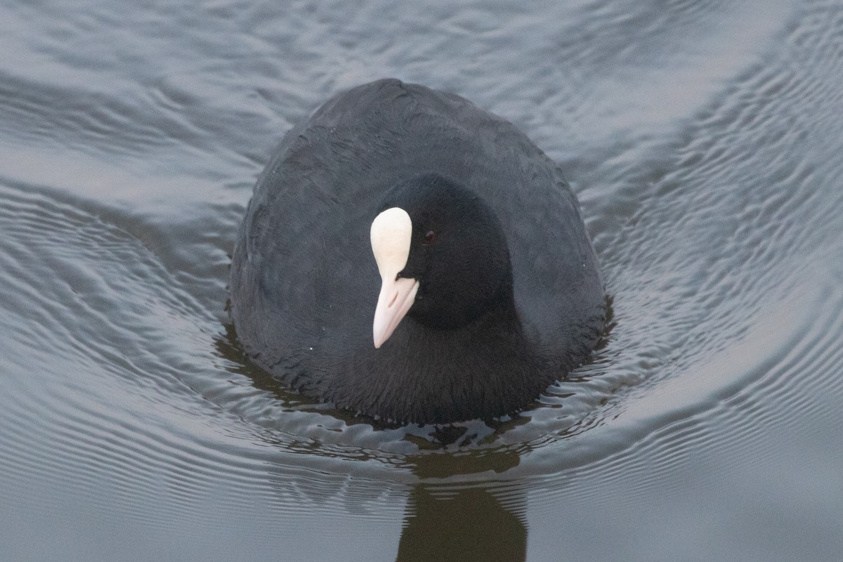 オオバン - ML645139858