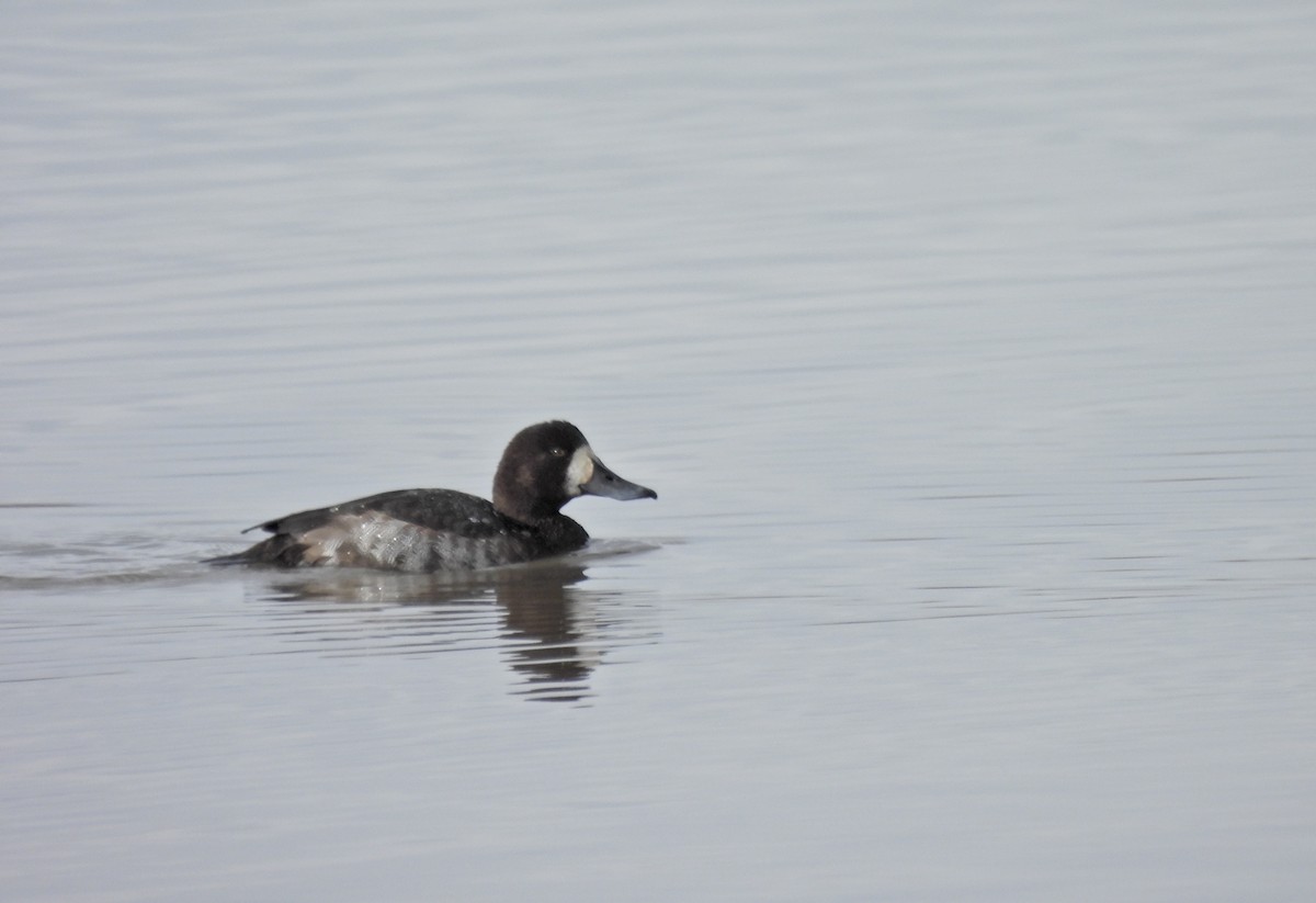 Greater Scaup - ML645139861