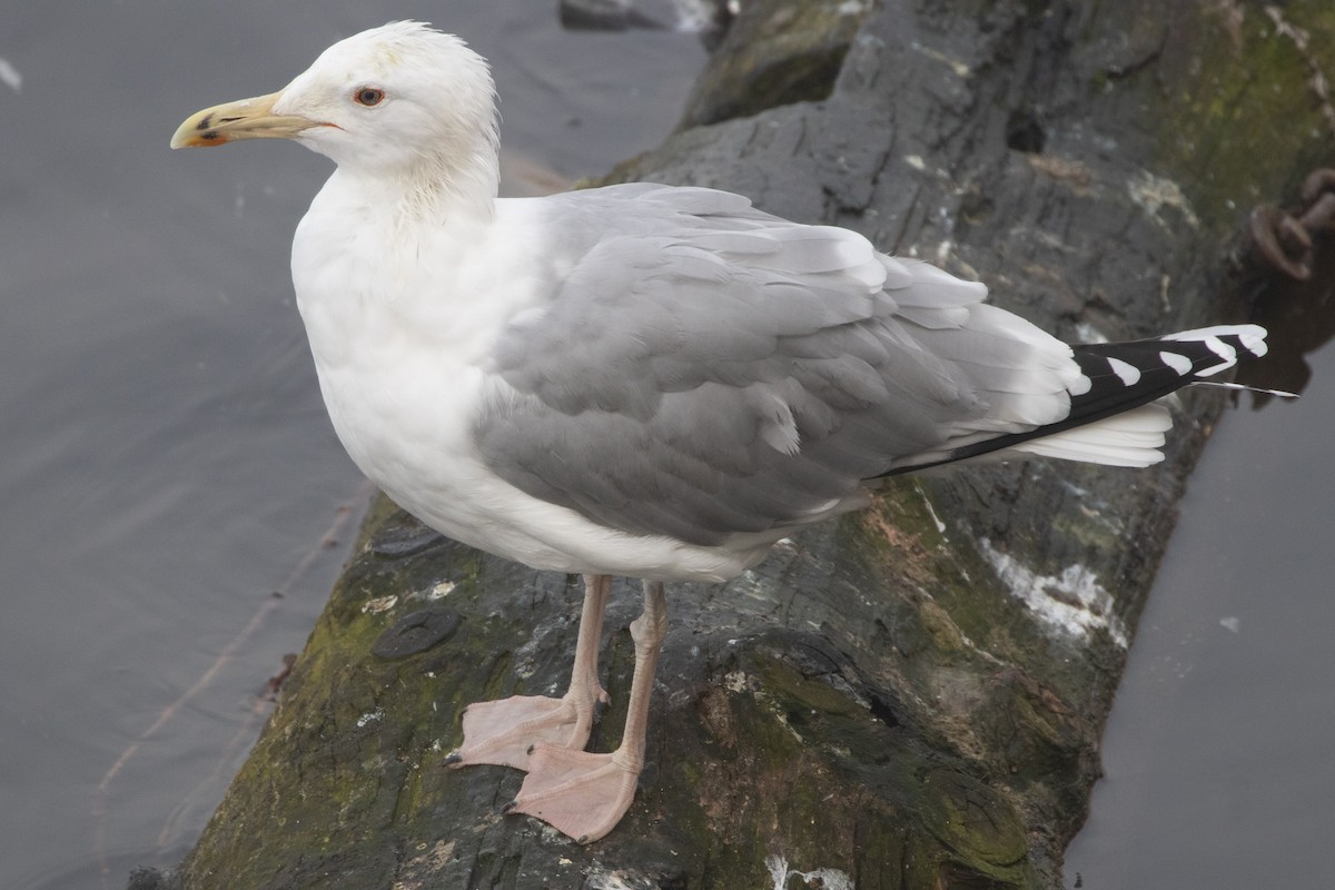 カスピセグロカモメ - ML645139864