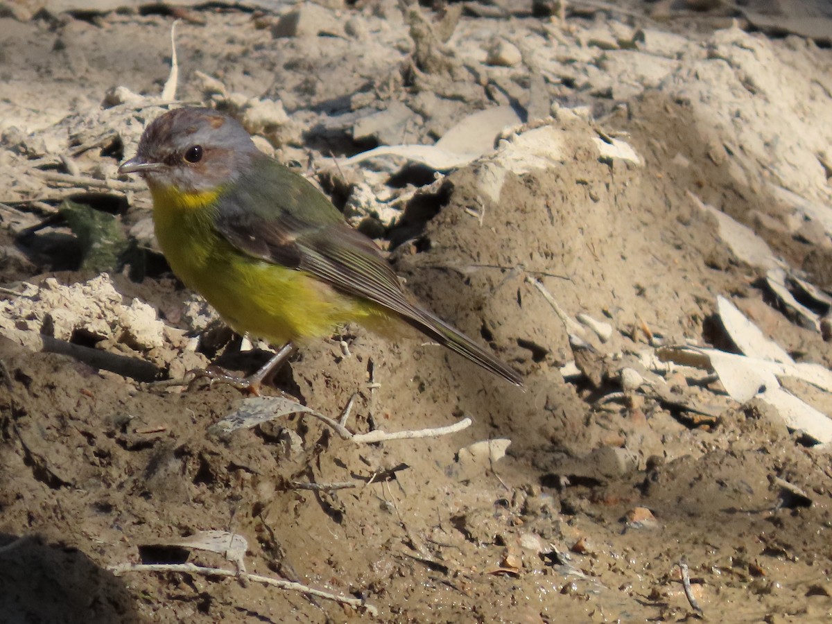 Eastern Yellow Robin - ML645139869