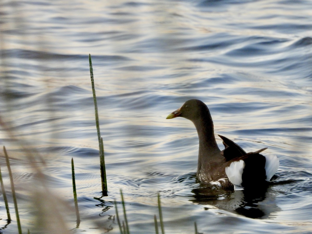 アメリカバン - ML645139871