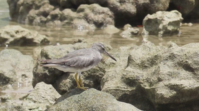 Playero de Alaska - ML645139900