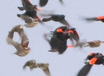 Red-winged Blackbird - ML645139901
