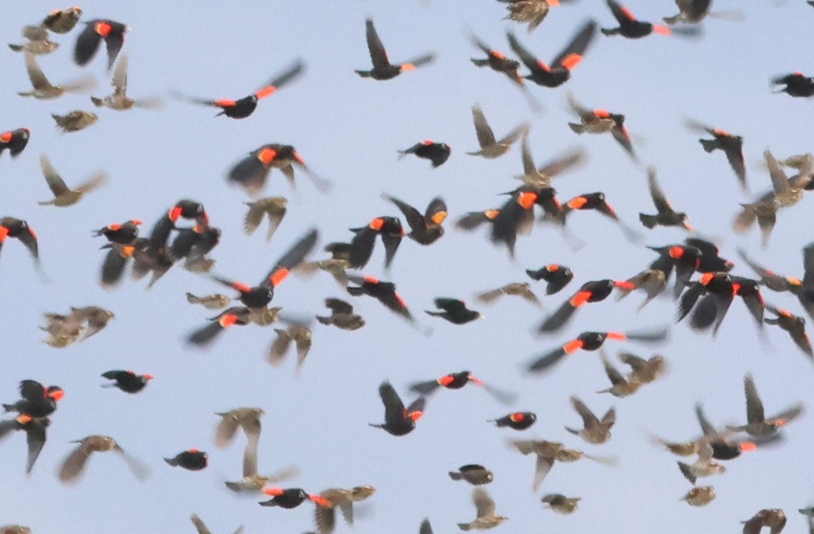 Red-winged Blackbird - ML645139902