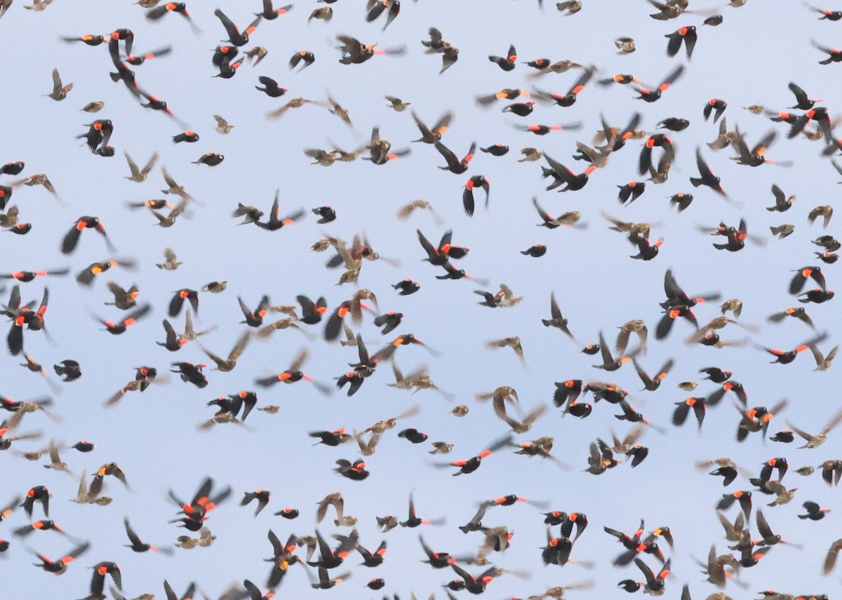 Red-winged Blackbird - ML645139903