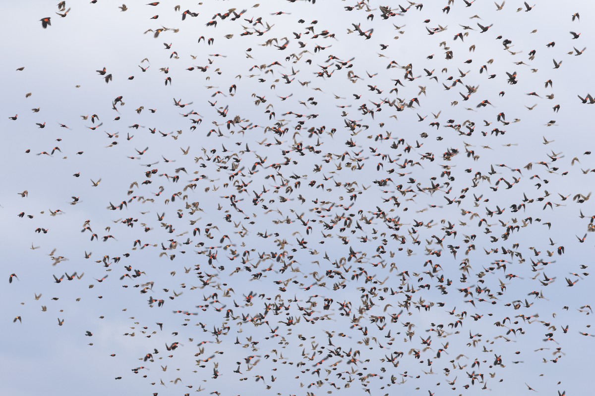 Red-winged Blackbird - ML645139904