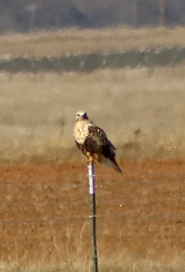 Rough-legged Hawk - ML645139928