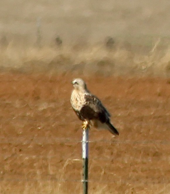 Rough-legged Hawk - ML645139929
