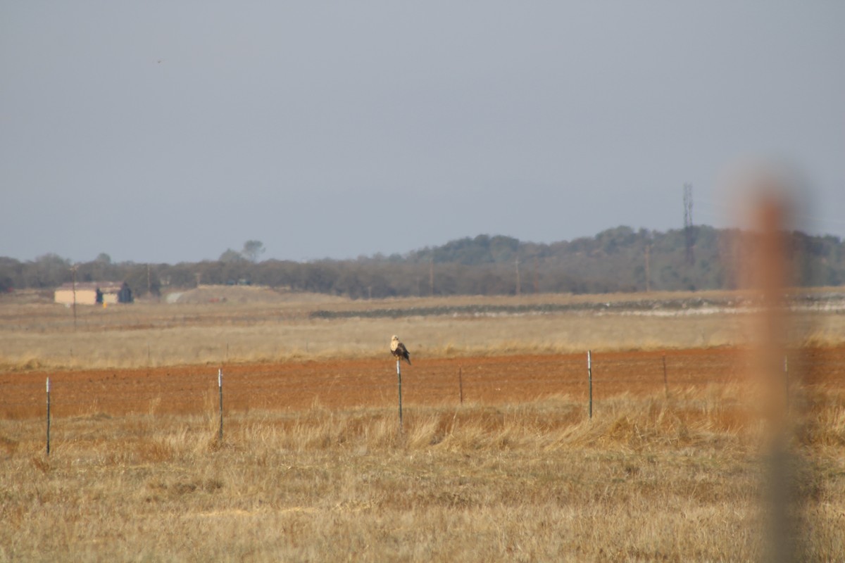 Rough-legged Hawk - ML645139930