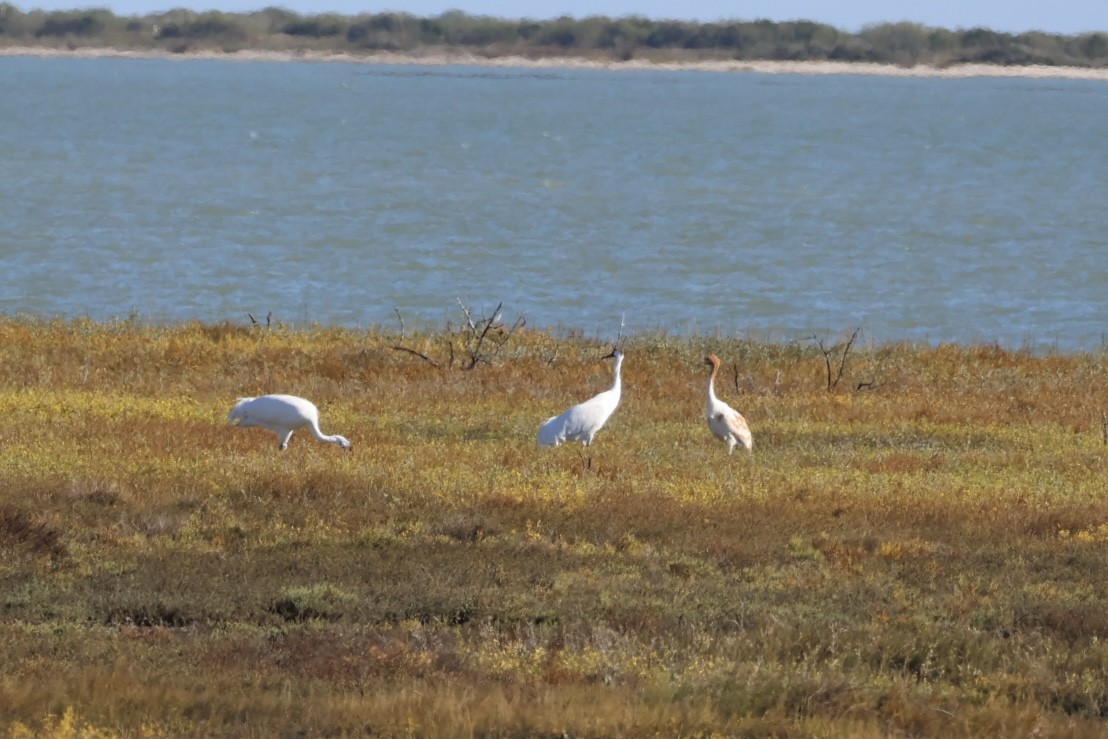 trompettrane - ML645139935