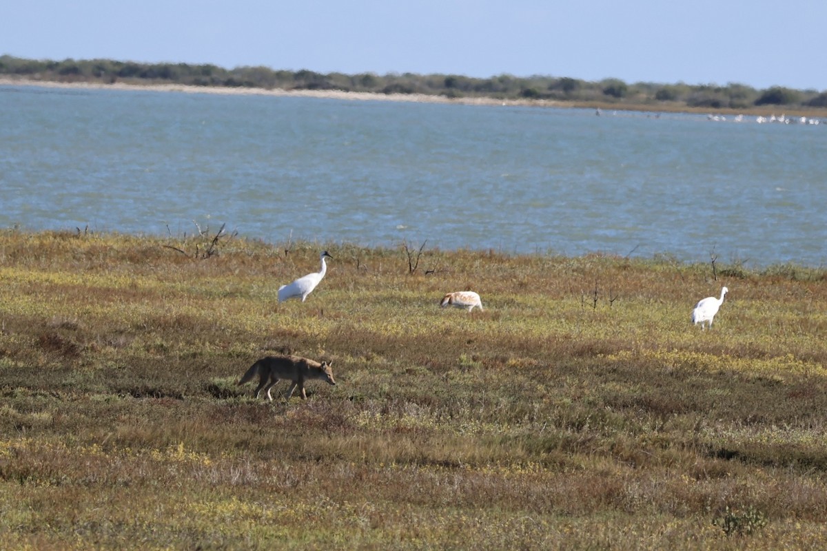 trompettrane - ML645139936