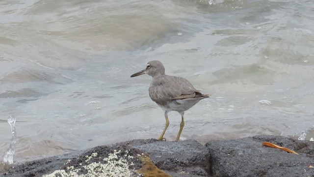 Playero de Alaska - ML645139957