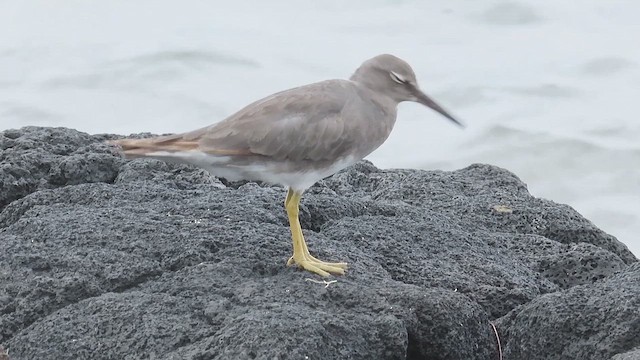 Playero de Alaska - ML645139982