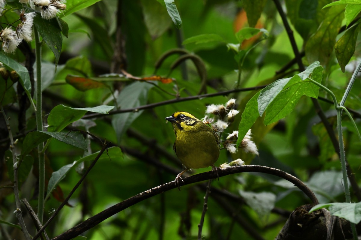 Yellow-striped Brushfinch - ML645139985