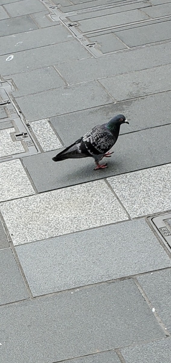 Kaya Güvercini (evcil tip) - ML645139999