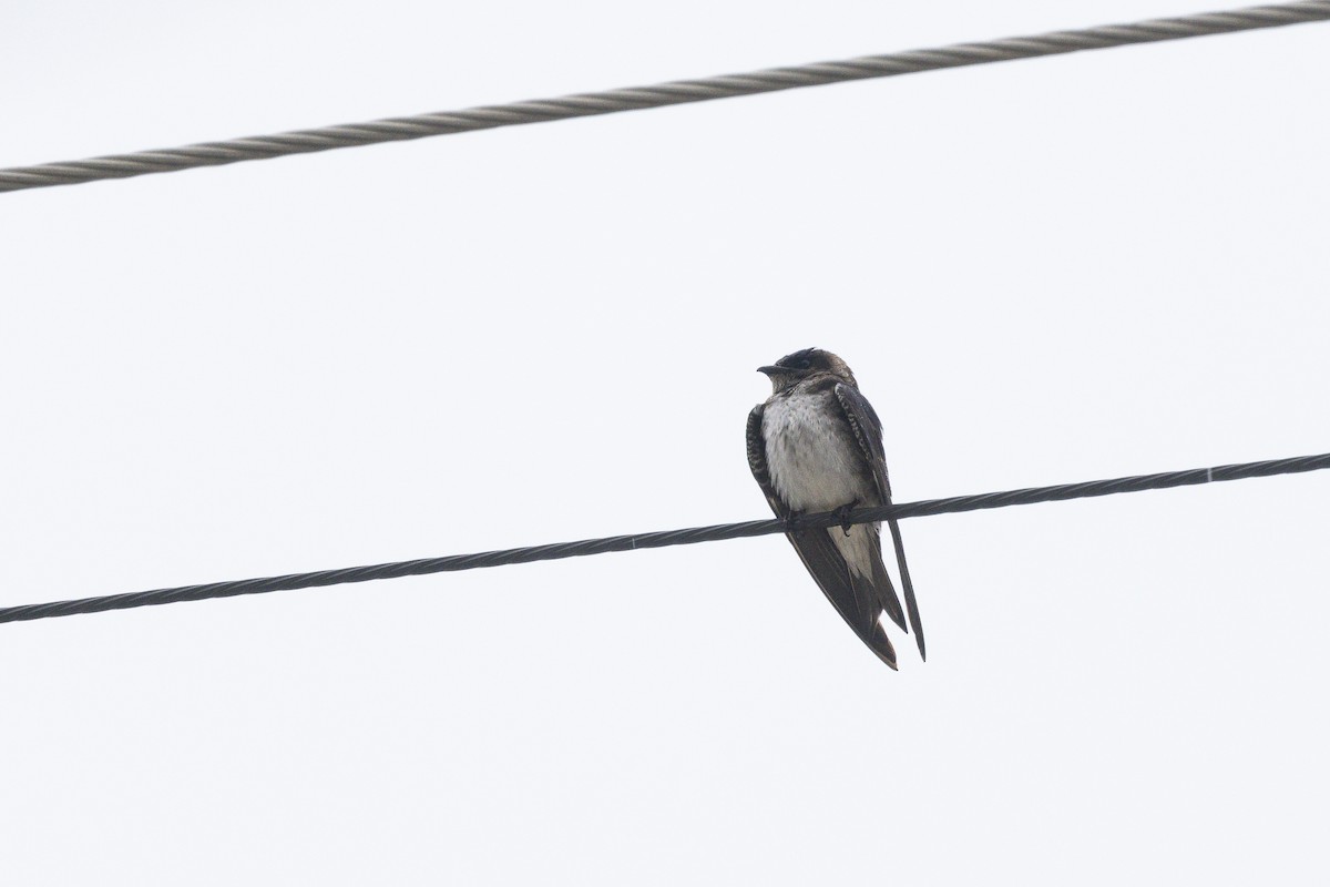 Purple Martin - ML645140003