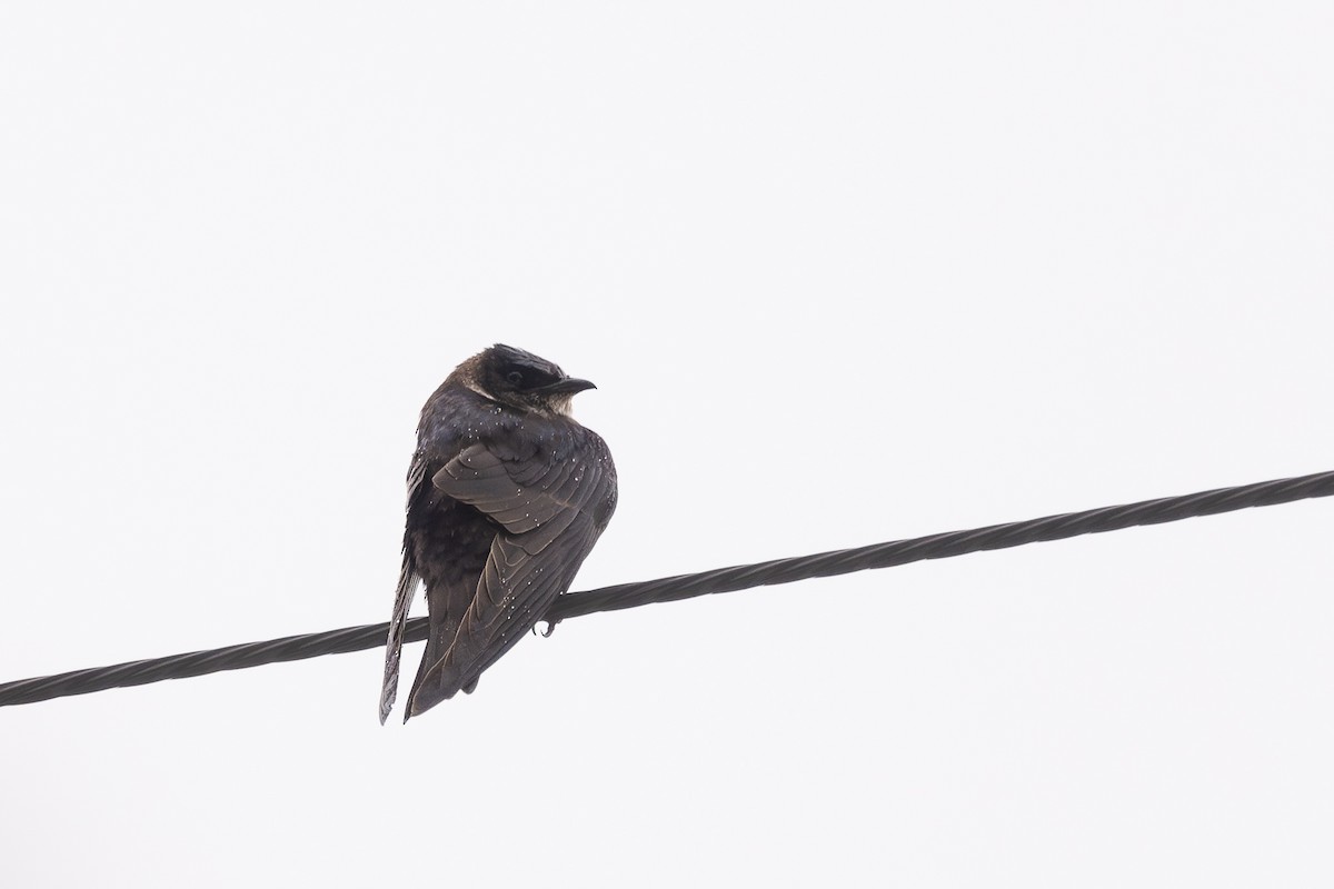 Purple Martin - ML645140004