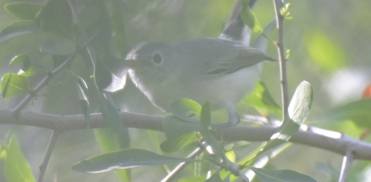 Голубая комароловка - ML645140038