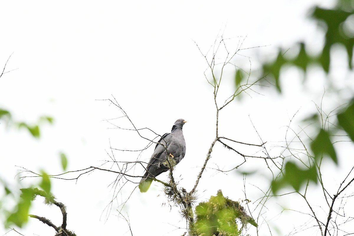 Band-tailed Pigeon - ML645140091