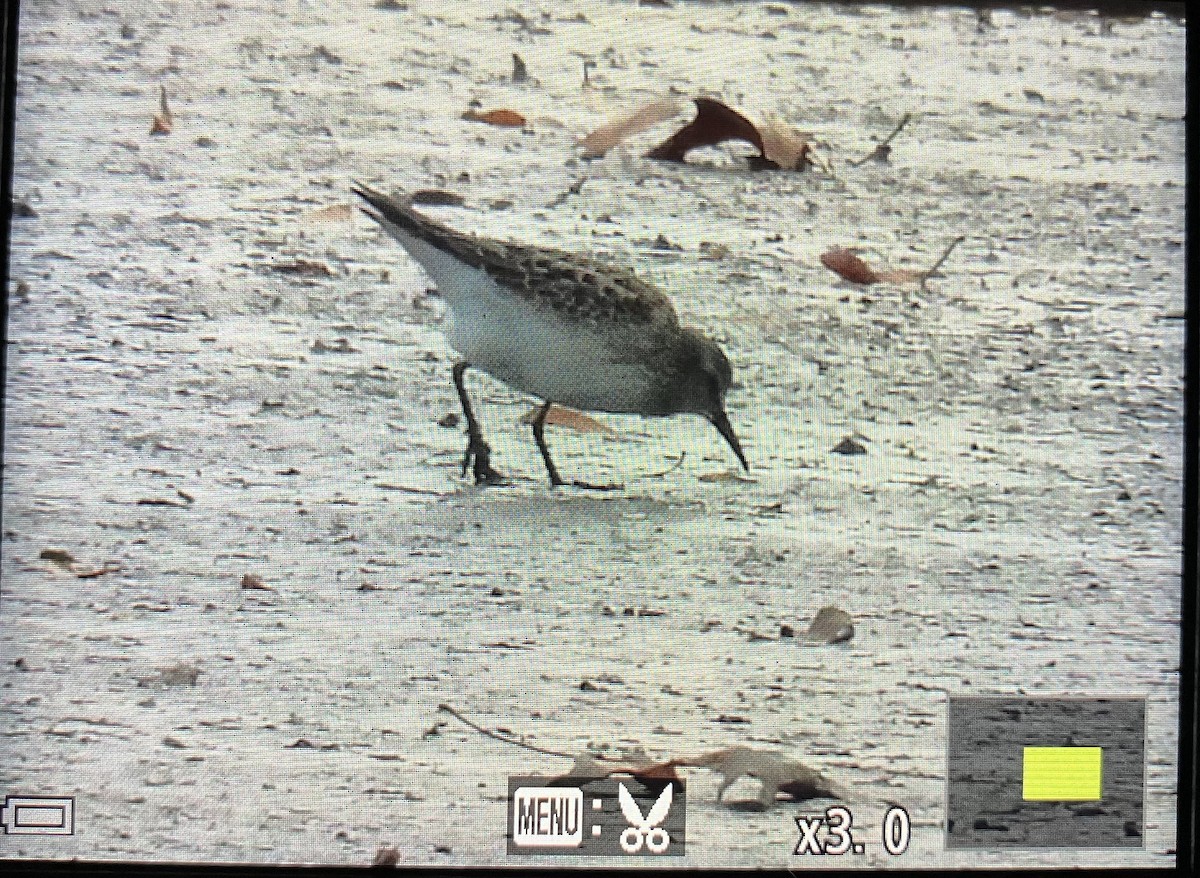 White-rumped Sandpiper - ML645140100