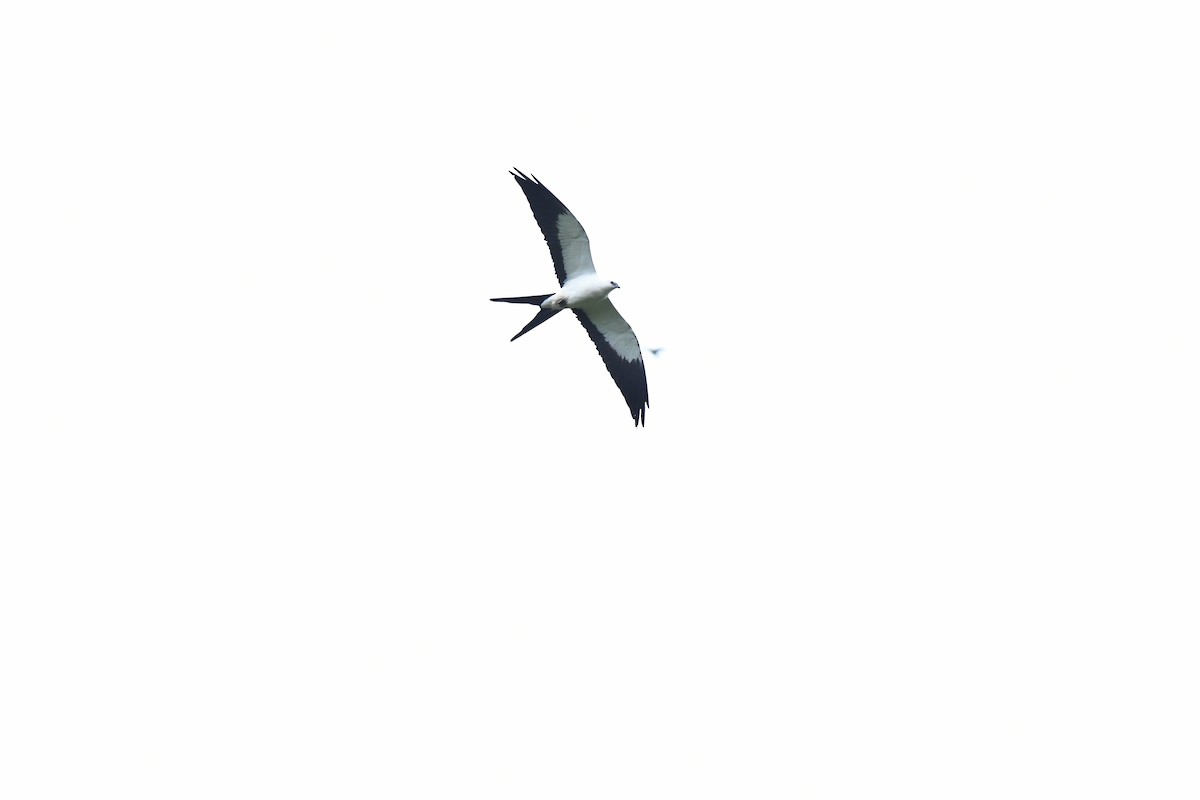 Swallow-tailed Kite - ML645140135