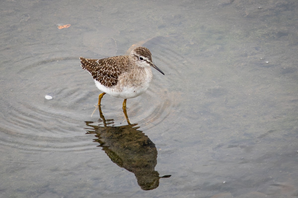 タカブシギ - ML645140136