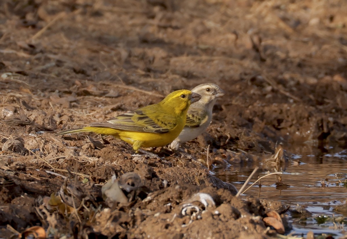 Yellow Canary - ML645140137