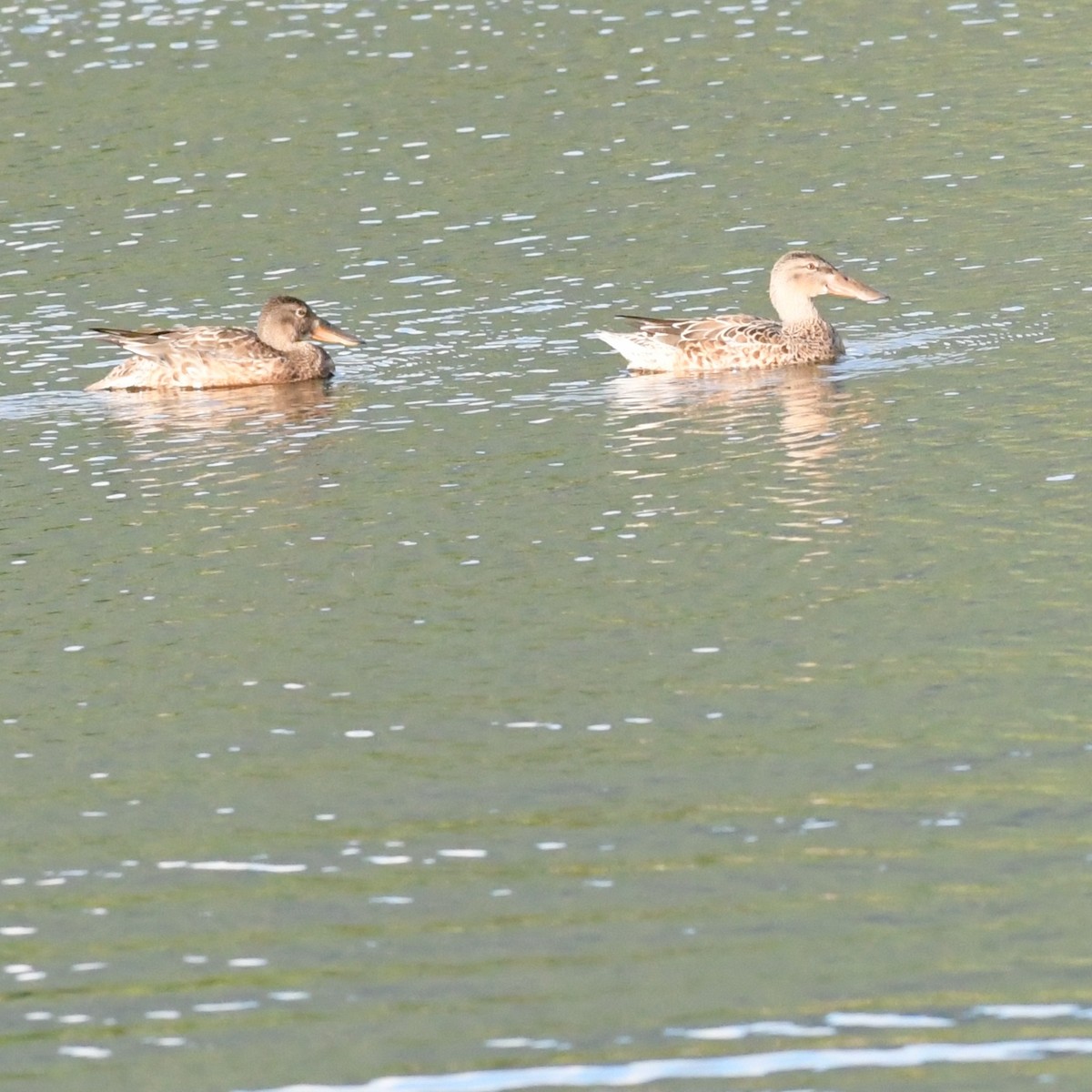 Mestolone - ML645140151