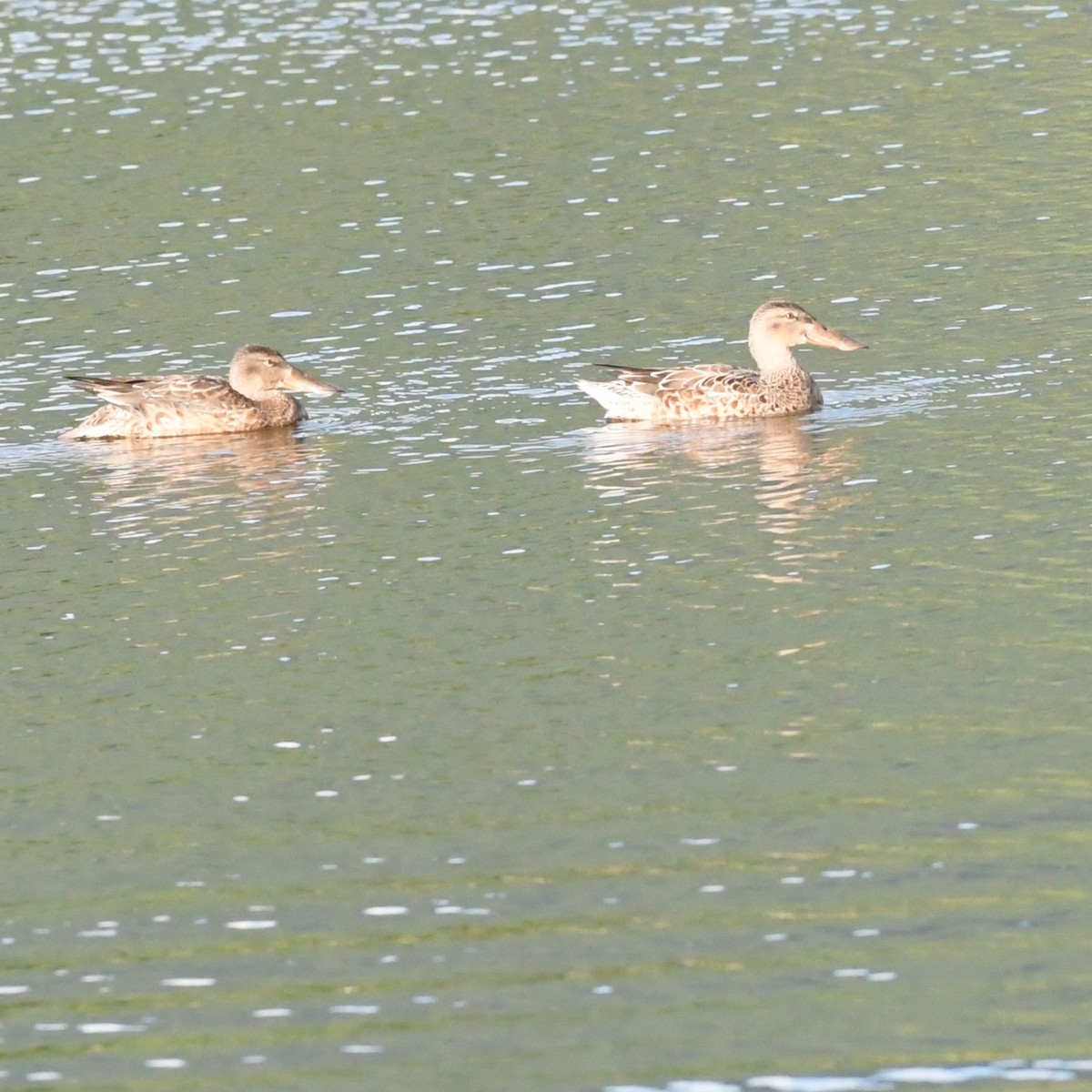 Mestolone - ML645140152